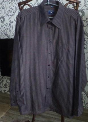 Мужская рубашка  duke of dunkan