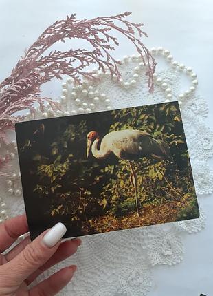 Журавель листівка срср 1982 рік видавництво планета фото бавикіна вінтаж радянська