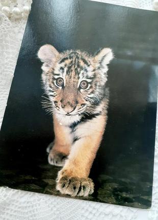 Амурський тигр срср тигр листівка 1982 рік вінтаж радянська фото бавикіна поштова картка рідкісна5 фото