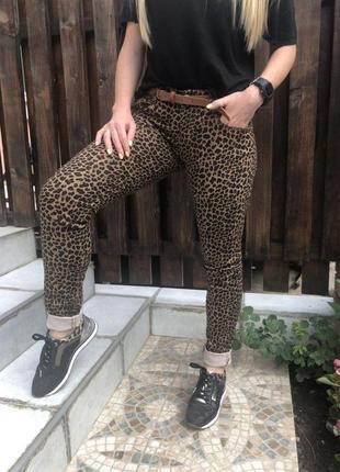 Брюки женские леопардовые стрейчевые  kang с поясом в комплекте