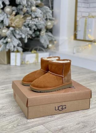 Ugg classic mini ii boot зимові жіночі чоботи уггі