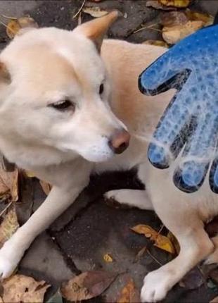 Перчатка для вычесывания шерсти животных true touch щетка - фуминатор для котов и собак bf10 фото