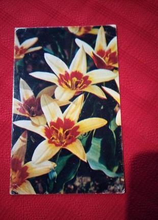 Открытка ссср 1974г. тюльпаны "корона"1 фото