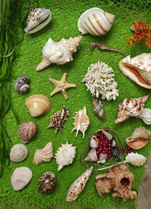 Природный декор🐙🐟🐠ракушка. 
натуральная коллекция, декор в аквариум