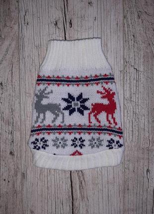 Одежда для любимого питомца