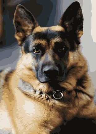 Картина по номерам немецкая овчарка  artissimo 40*50  pn4053