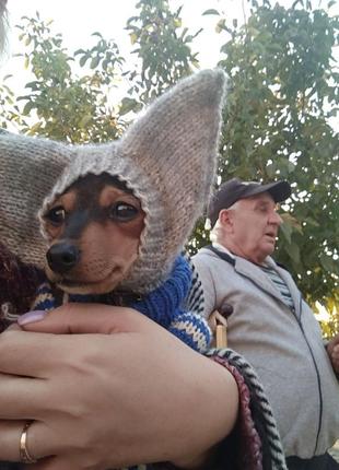 Шапка для той-тер'єра,йорка,чихуахуа,пінчера