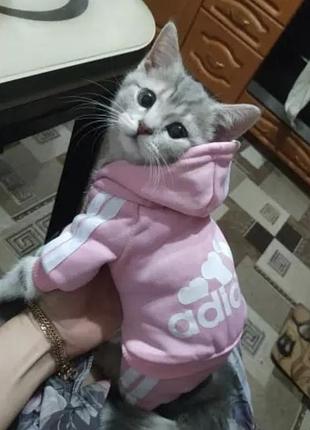 Костюм для собак и кошек