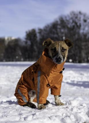 Дощовик для собак на змійці унісекс в кольорах