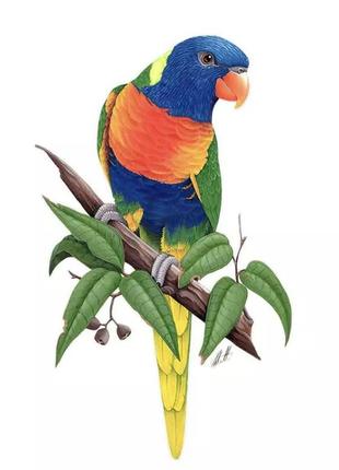 Вінілова наклейка на меблі чи стіну "різнобарвний папуга" , декор для дому, розмір наклейки 30*18см