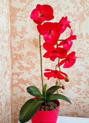 Латексная орхидея монро3 фото