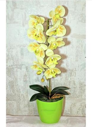 Орхидейка1 фото