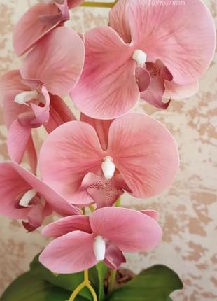 Орхидея на 1 веточку2 фото