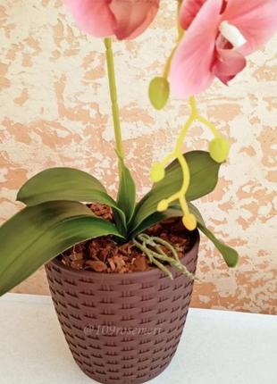 Орхидея на 1 веточку4 фото