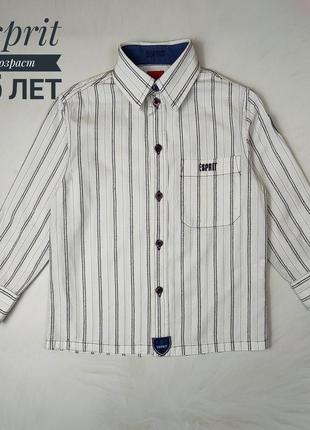 Esprit🔸 стильна сорочка, біла у темно синю смужку