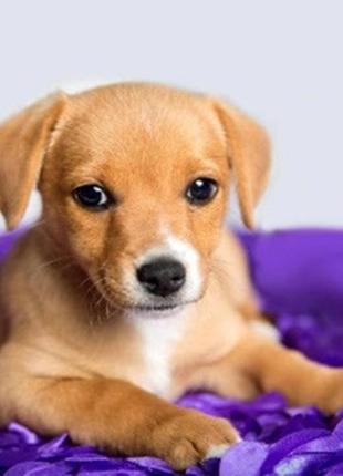 Алмазная вышивка. картина на подрамнике "мой друг", 30х30см