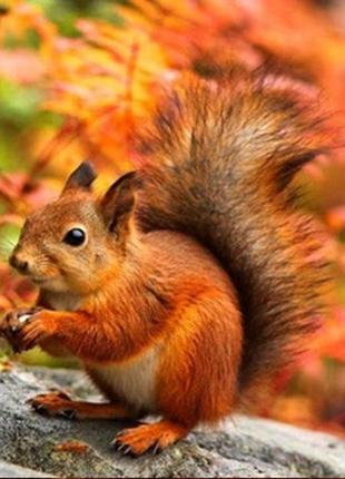 Алмазная вышивка. картина на подрамнике "белочка", 30х30см