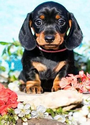 Алмазна вишивка. картина на підрамнику "маленький охоронець", 30х30см (ме21194)