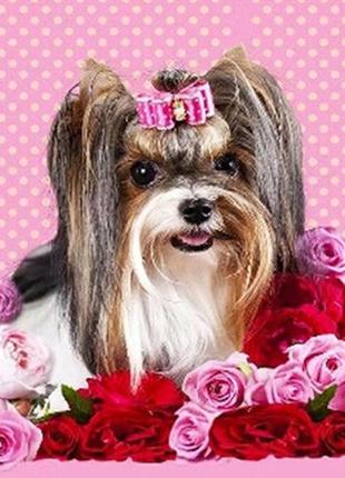 Алмазна вишивка. картина на підрамнику "красунечка", 30х30см