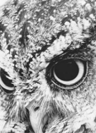 Алмазна вишивка. картина на підрамнику "володарка ночі" , розмір 40х50см