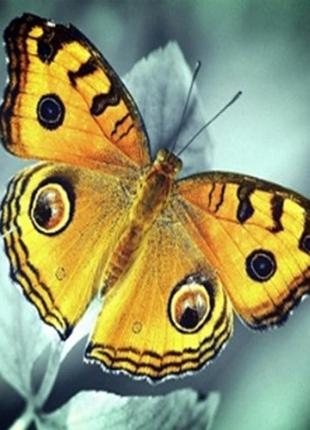 Алмазна вишивка. картина на підрамнику "метелик", 30х30см