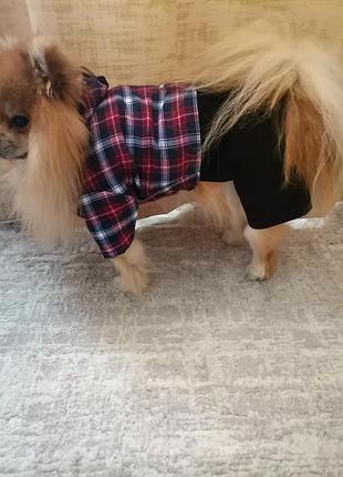 Костюмчик для собачки