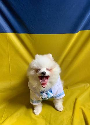 Вишиванки для ваших улюбленців
