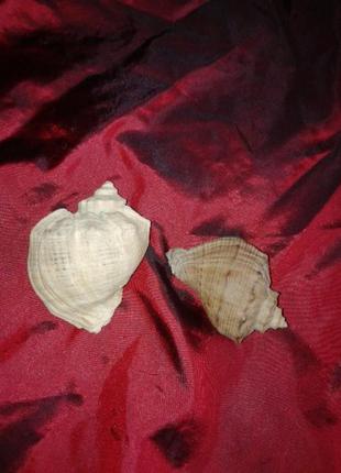 Набор ракушек