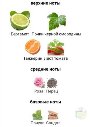 Масляні духи чоловічі4 фото