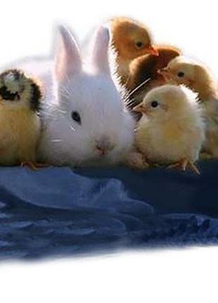 Електрогрілка непромокаємий з регулюванням температури для тварин і птахів 50х35 див.2 фото