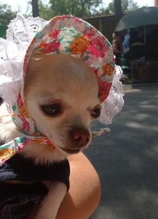 Панамка літня для собаки породи той-тер'єр, чихуахуа, пінчер, йорк-тер'єр2 фото
