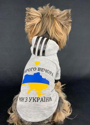 Бомбер для собак "україна"