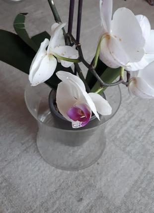 Широкая стеклянная ваза аквариум колба из стекла.