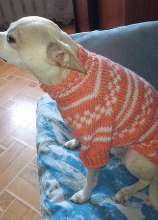 Легкий свитер для девочки  чихуахуа,йорка, пекинеса.1 фото