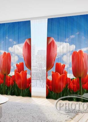 Фото штори "червоні тюльпани в полі" - будь-який розмір, читаємо опис!