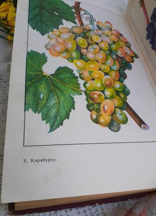 1977 рік! настільна книга 🍇🌿виноградаря 🍇 коваль вирощування винограду властивості виноград догляд7 фото