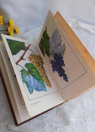 1977 рік! настільна книга 🍇🌿виноградаря 🍇 коваль вирощування винограду властивості виноград догляд6 фото