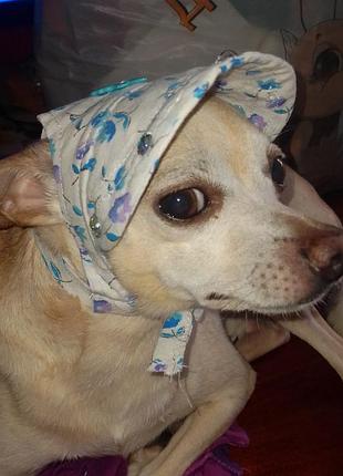 Летняя панамка для той-терьера, йорка, чихуахуа, пинчера