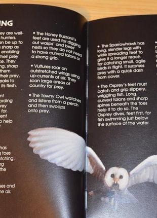 Birds of prey, дитяча книга англійською мовою3 фото