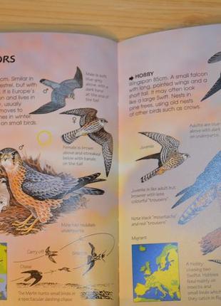 Birds of prey, дитяча книга англійською мовою4 фото
