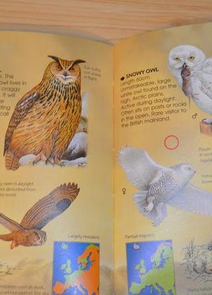 Birds of prey, дитяча книга англійською мовою7 фото
