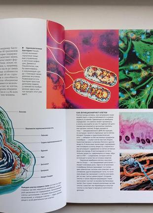 Тело человека. энциклопедический путеводитель3 фото