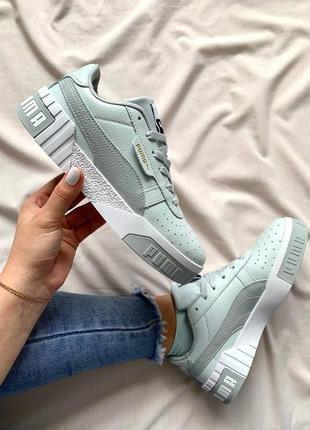 Puma cali grey