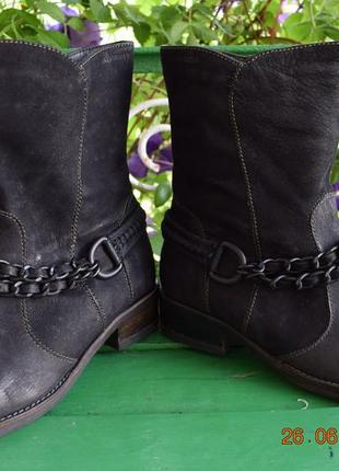 Півчобітки salamander