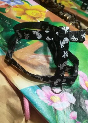 Ошейник для маленьких собачек trixie
