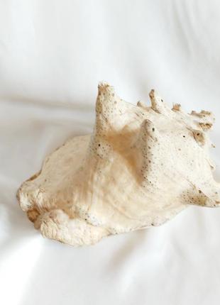 Большая океаническая ракушка интерьерная