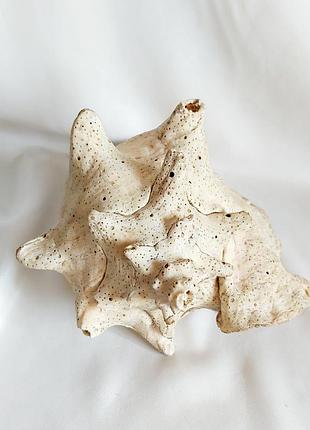 Большая океаническая ракушка интерьерная
