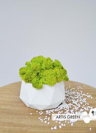Кашпо с настоящим скандинавским мхом fresh wasabi, s117|51 фото