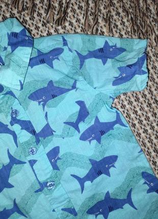 Боді-сорочка з акулами 🦈6 фото