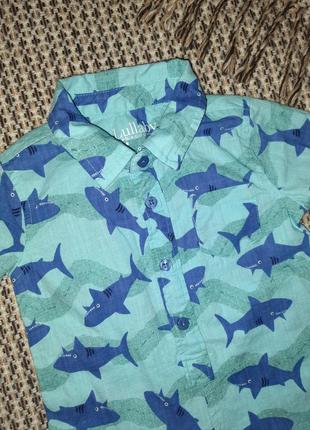 Боді-сорочка з акулами 🦈4 фото